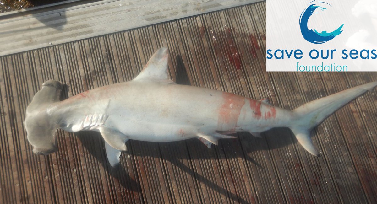 SSeatizens's tweet photo. The scalloped hammerhead (Sphyrna lewini) season has begun with the first adults being landed this week, Mahe (16/06/26). 
Monitoring the effectiveness of new shark protection laws in Seychelles. #saveourseasfoundation #ArtisanalFisheries #sphyrnalewini https://t.co/tFCNfuMo3V