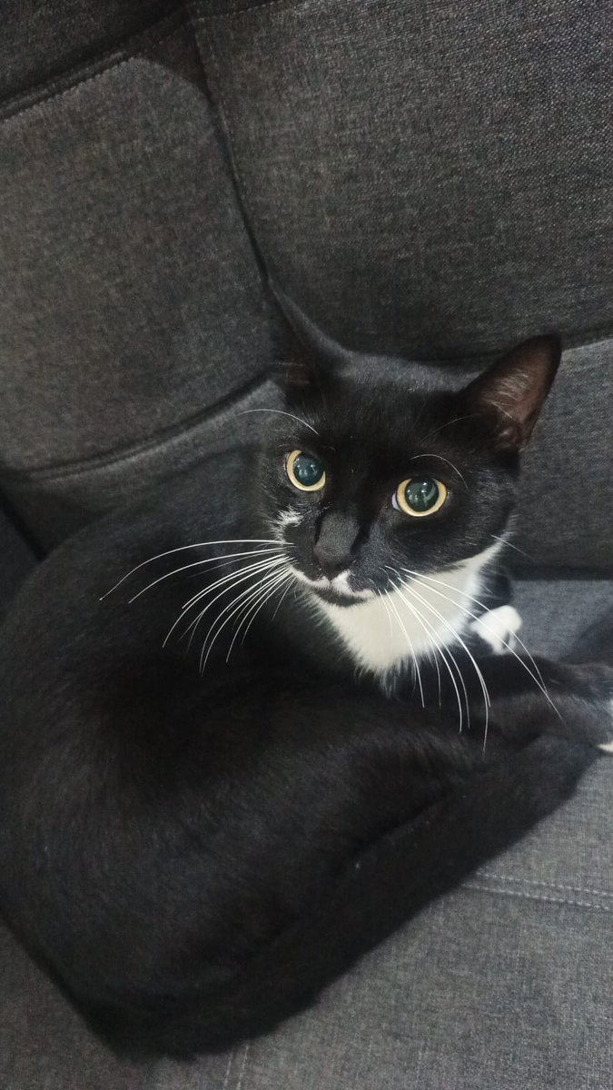 AnelimCon's tweet photo. Jamais vou esquecer os olhos mais lindos que tive o prazer de conhecer🤍 https://t.co/42sfHkhT7Z