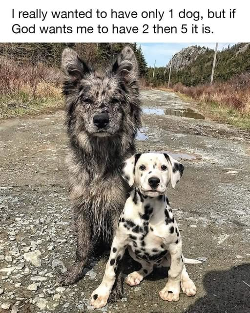 woofknight's tweet photo. https://t.co/QIcpCx0FWO