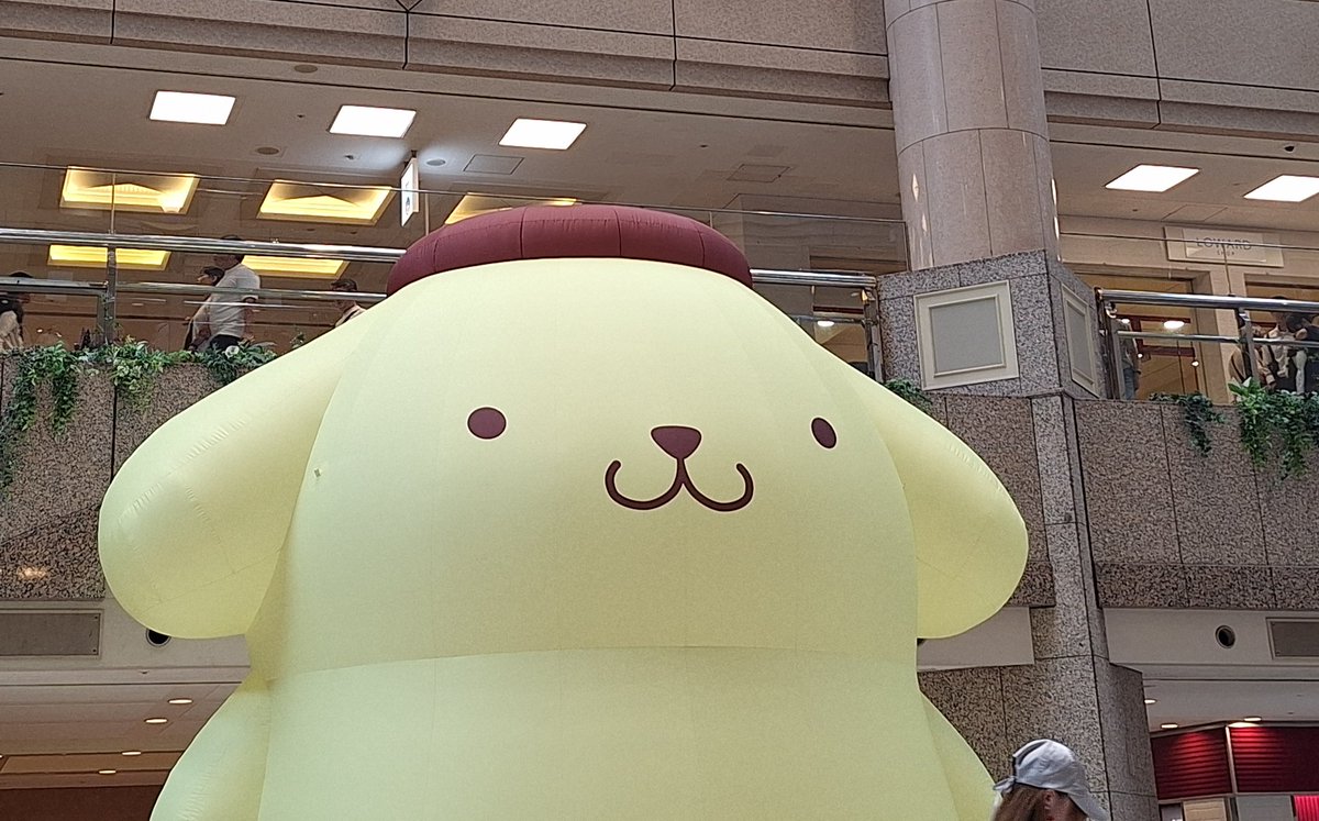 miieri03's tweet photo. ポムちゃんを愛でに行ってまいりました～かわいいね😊 https://t.co/71IIrziaNT