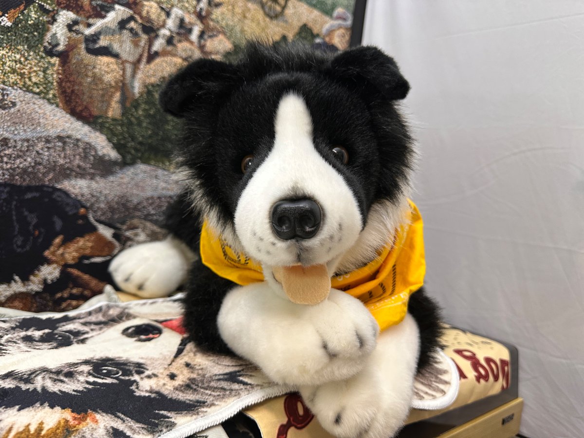 bmd_leopold's tweet photo. こんばんは、私はБодакоです🐶✨

夜勤へ行った私の飼い主がこんな物を忘れて行きました✨
これはなんだろう🤔🐾
中身を見てみましょう🛍️🔍👀
これはチョコレートのドーナツですね🍩
いちごの匂いがします、美味しそうですね😋
私はぬいぐるみだけど犬なのでチョコレートが食べれないのが残念です🐾🤣

Всем хорошего вечера И прекрасного настроения друзья!🌟
皆さん、良い夜と素敵な気分を🌟
