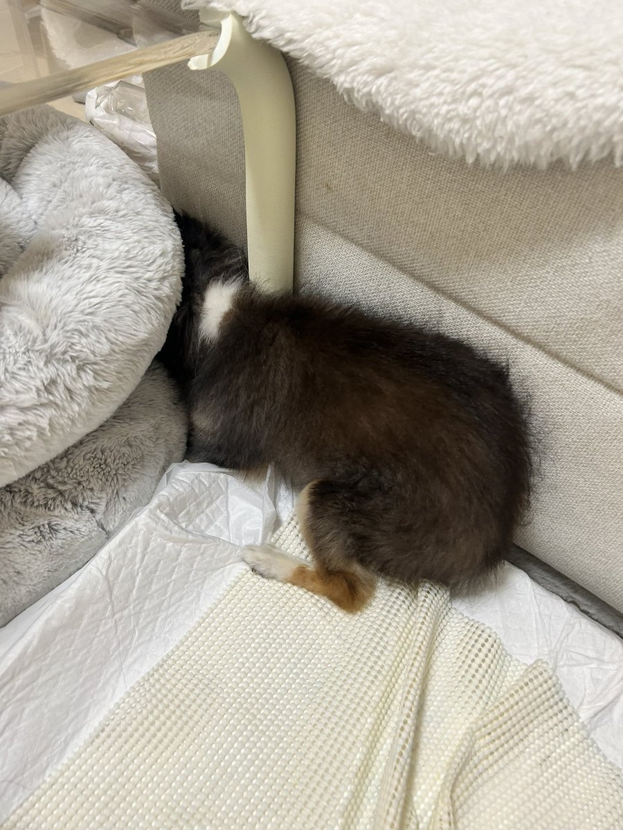 ojichankoinu's tweet photo. 刺さるチワワ
でれないんじゃなくて、突き進もうとしています
かわいいね https://t.co/Rsm41plLbL