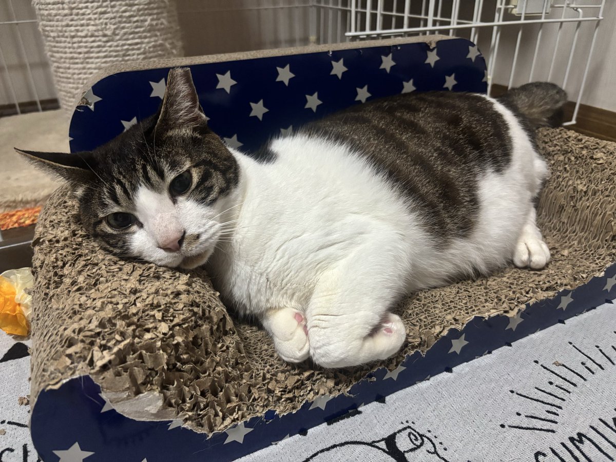Pc0qJp0's tweet photo. どちたの？虚無ってるの？

#ねこ　#猫好きさんとつながりたい https://t.co/108JsaMO7J