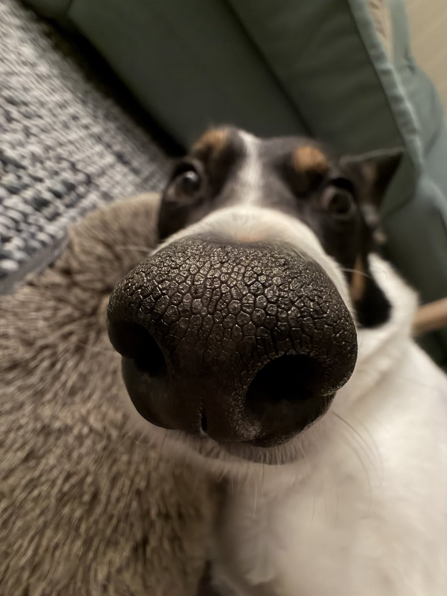 blackbeardwhore's tweet photo. @jamiecoqui Cacao and Buddy https://t.co/1occ28acb0