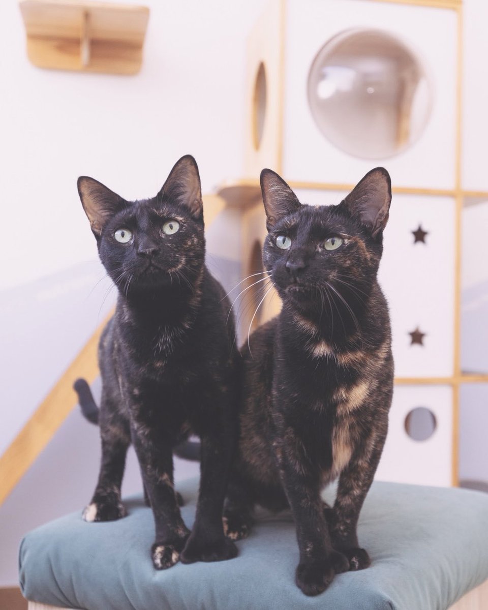 adoptamiu's tweet photo. Justo hoy, en nuestro Día de Apadrinamiento, se cumple 1 año desde el rescate de Ann &amp; Nancy 🥹

Aunque al inicio estuvieron bajo el cuidado de El Orfagatorio, desde que llegaron a nuestras vidas, poco a poco nos han demostrado una y otra vez lo mucho que aman a las personas 💘 https://t.co/7505VQBtSD