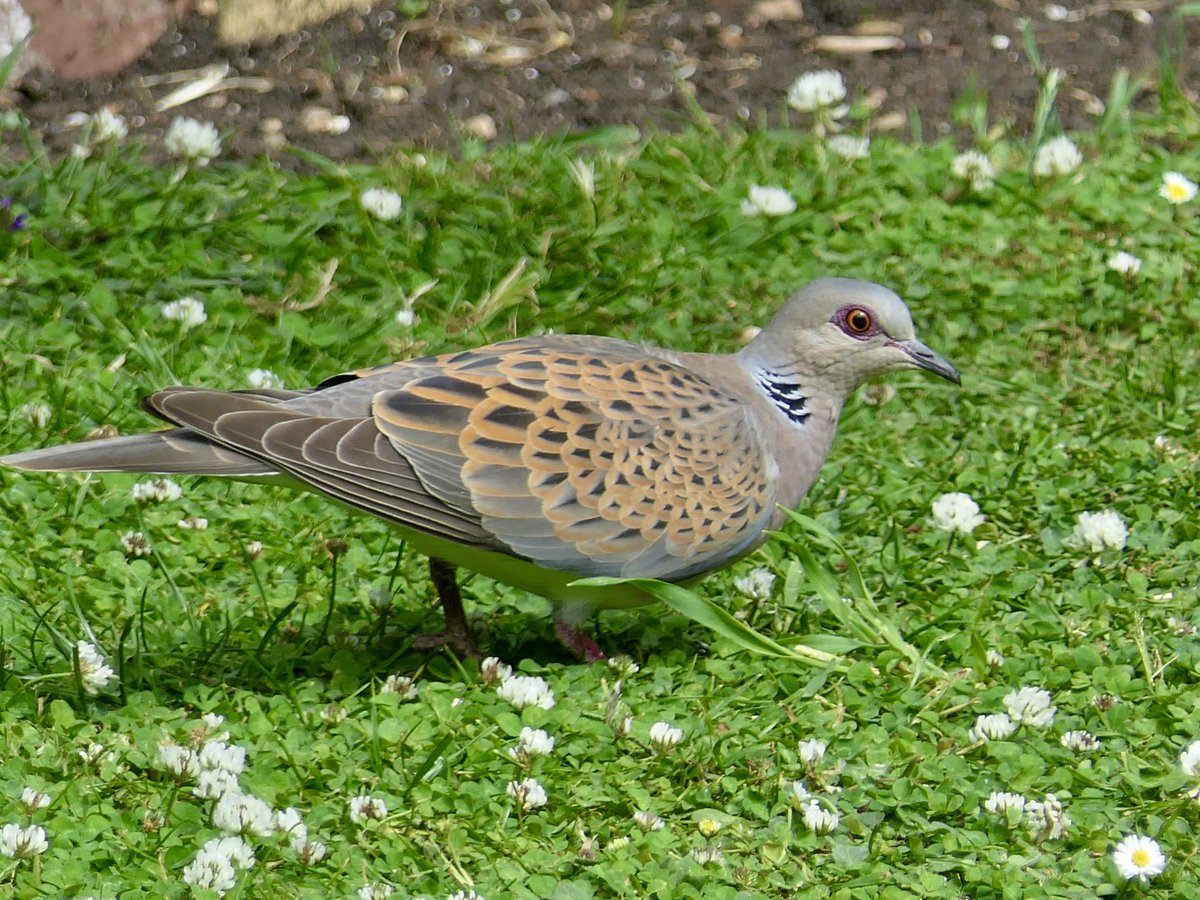 compasswing's tweet photo. @RSPBbirders @Natures_Voice @SaveTurtleDoves @wildlifebcn 
Turtle Dove visiting my garden most days now, so pleased. https://t.co/4SRr82hPMt