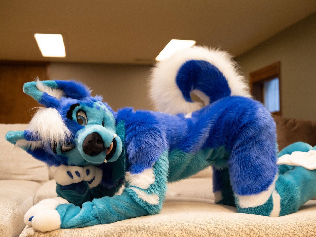 kaiserthebloo's tweet photo. Look ma, I have a real curl now! :D 
📷: @jaxwulf 
🪡🧵: @MadeFurYou https://t.co/CdUb6yyT1a