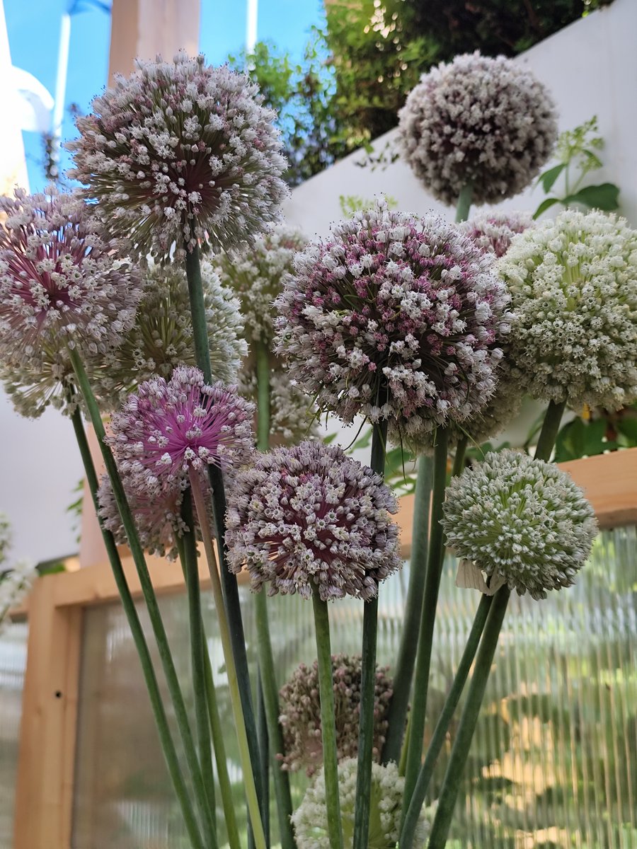 verakimboy's tweet photo. 📱#EverySummerHasItsOwnStory                                         
   ...dense allium balls consisting of many small star-  shaped flowers https://t.co/CHuFP0I9fS