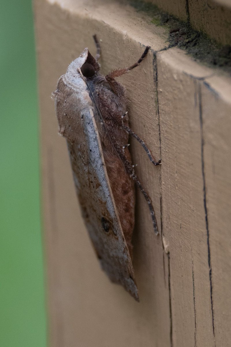 AndrewSabai's tweet photo. The Large Yellow Underwing Moth (Noctua pronuba) has a subtle beauty, I think it is its texture.  The velvety eyes and feather-like scales. It is a non-native insect, and its caterpillars feed at the base of plants, making it a garden pest.  #moths #insects #wisconsin https://t.co/Dn0ieTHeV5