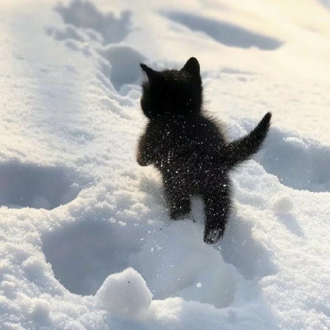cony_cooter's tweet photo. 🐈‍⬛❄️ https://t.co/xQSaevENBk