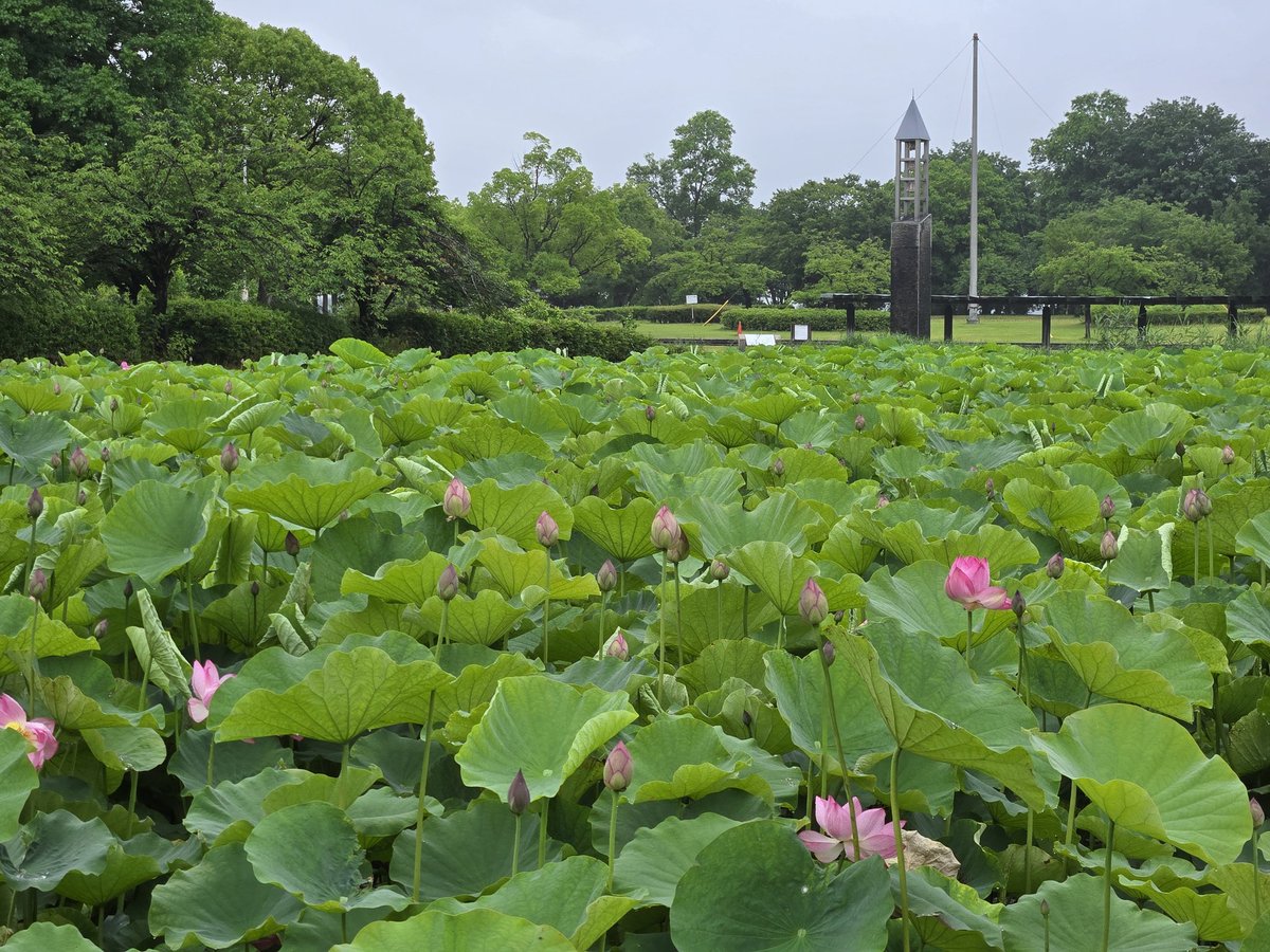 maya_1402maya's tweet photo. 川島平成の森公園
川島町役場

蓮が綺麗。蕾が沢山あったので、見頃はまだ先かな。
弓道場では年配の男性が袴姿で弓を射る姿は凛々しかった。
少年達は短距離ダッシュの練習中。
体育館では、女性達が球技をしている。
図書館の2階では静かに机に向かう人達。
役場は清潔感がある。
沢山、散策出来た☺ https://t.co/SYHLl1yAym