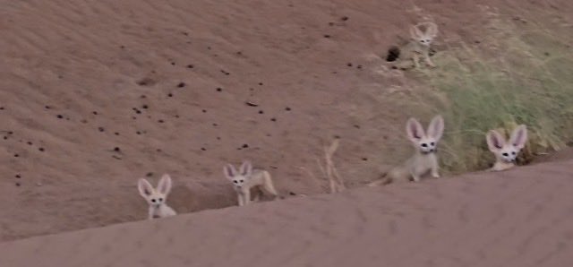 thisiscinem's tweet photo. Fennec foxes of Earth are clearly related to desert mouse of Dune #Dune #MuadDib https://t.co/xDcG2c8mN0