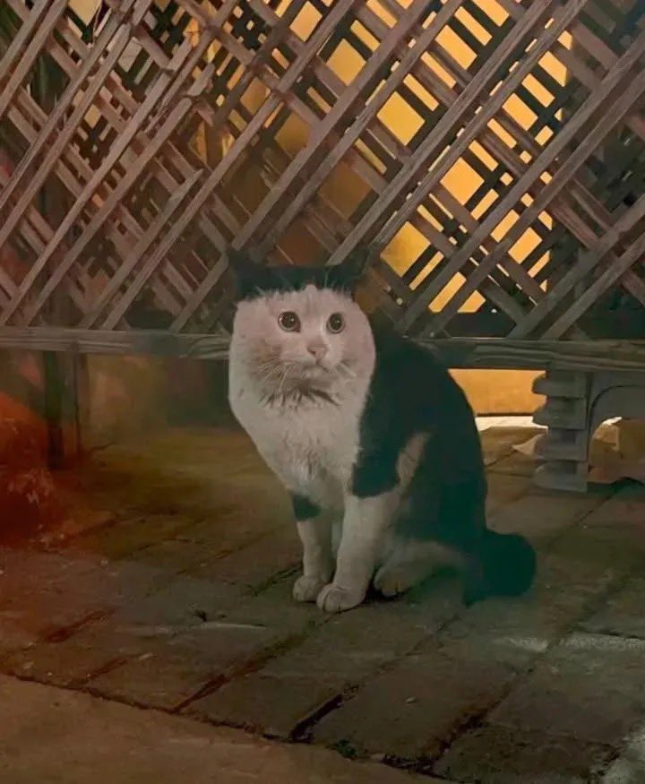 pinkcialaa's tweet photo. Kucing stray ini mukanya polos banget 😭💗 
I hope every fur-baby is treated with kindness, no matter where they are. Semoga semua kucing liar kayak dia selalu dapat kasih sayang ya… 🥺 https://t.co/9uwVfZ66qM
