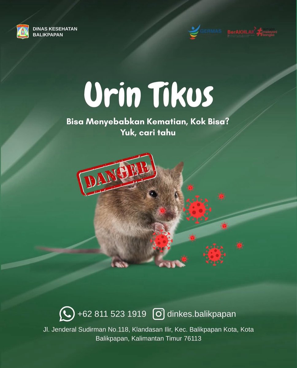 taurosze's tweet photo. Sebagai apoteker mau nambahin dikit 🙏

Leptospira ini termasuk bakteri yang bisa masuk lewat luka kecil atau mukosa (mulut, mata) yang bahkan kita nggak sadar ada. 

Gejala awalnya juga tricky banget, mirip flu/demam biasa, jadi sering telat ketauan sampai udah nyerang ginjal & hati.

Selain cuci kaleng/tuang ke gelas, kalau abis itu muncul demam tinggi mendadak + nyeri otot (terutama betis) + mata kuning, itu udah red flag, langsung ke faskes ya, jangan ditunggu.

Semoga jadi pengingat buat kita semua. Al-Fatihah 🤲