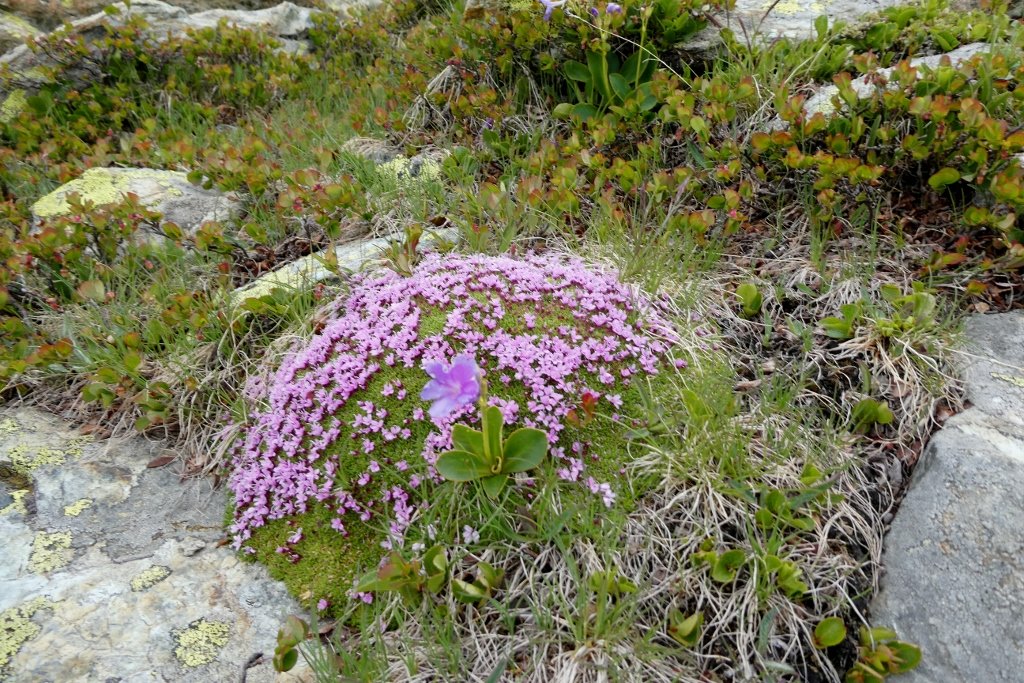 Beppeley's tweet photo. La Silene acaulis in foto ci insegna la pazienza. Noi del "tutto e subito" acceleriamo tutto. Ma questo cuscinetto rosa ha richiesto decenni per crescere e milioni di anni per adattarsi. Un capolavoro di resistenza che sfida la nostra urgenza.
#Montagna #Natura #Pazienza #Alpi https://t.co/ZoaO6MvlwW