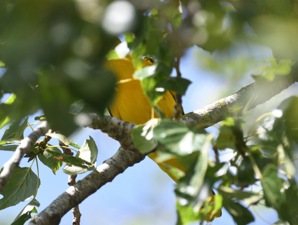 JoKingDevon's tweet photo. There be a #GoldenOriole over my head 🙄 Tricky little tricksters #Moulins #France https://t.co/o82CP5X5eQ