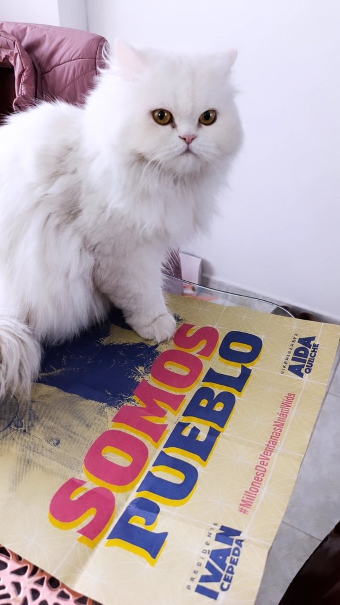 alhe777's tweet photo. Gatitos con Cepeda 🫰🏻✨😽😸 https://t.co/Q7WP1kIwTm