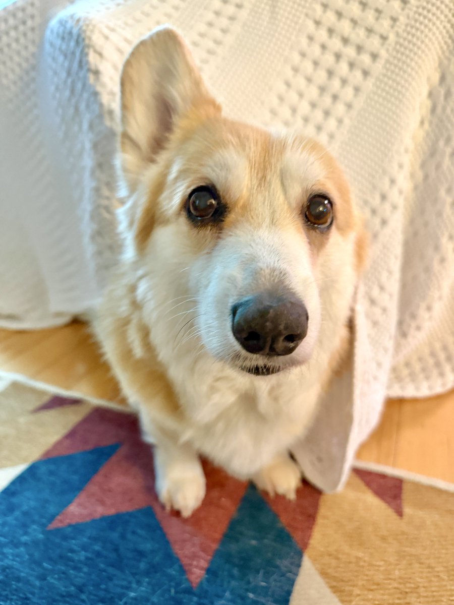 Lilo the Welsh Corgi tweet media