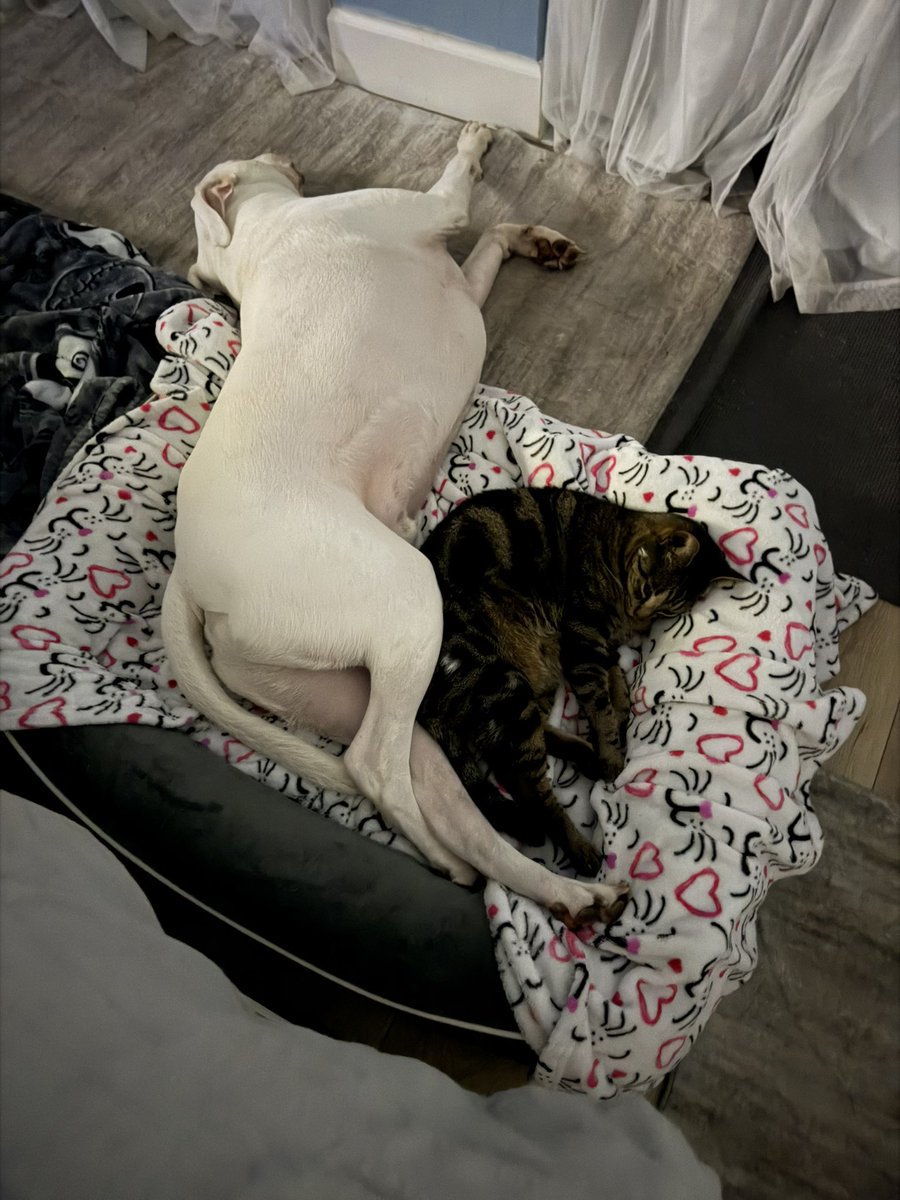 sulli583's tweet photo. @KittiesInternet Thank You, they are BFF’S! ❤️❤️🐶🐱 https://t.co/yUBSHNHeGS