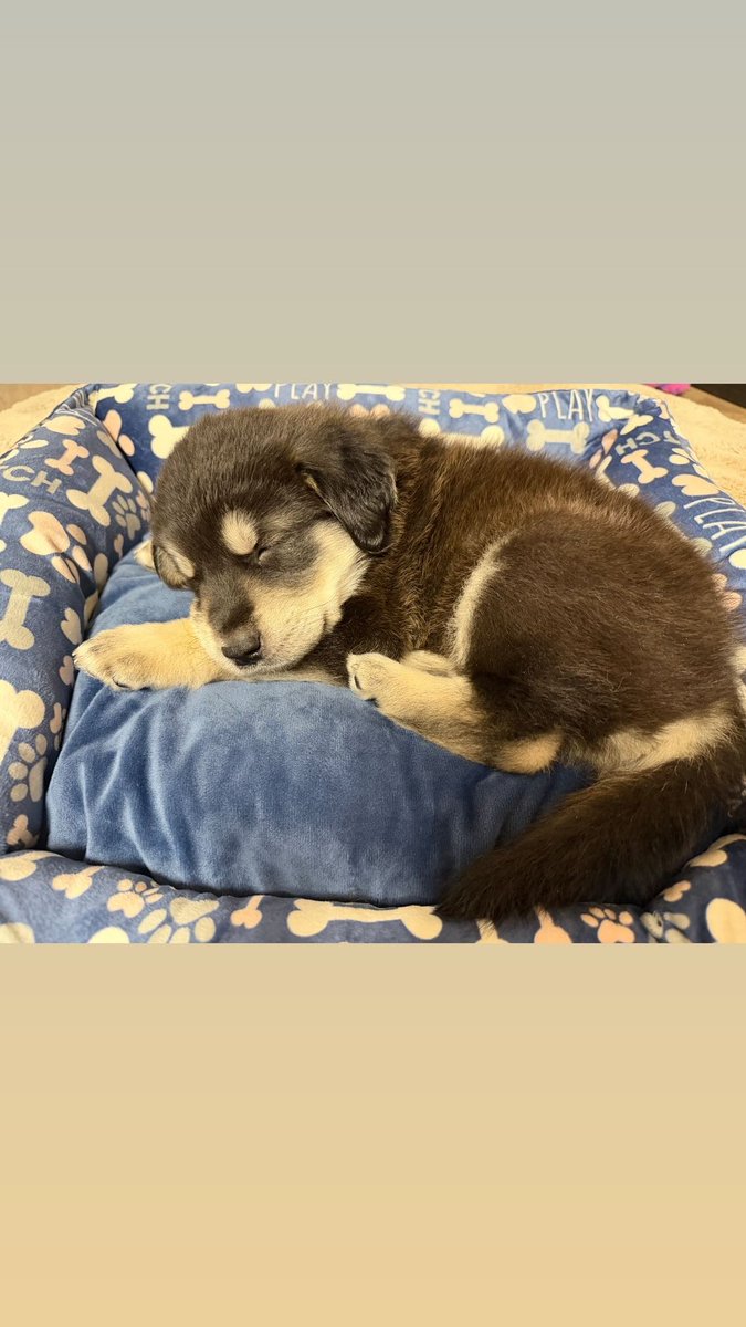 DustIntoNothing's tweet photo. so my mom brought home our 6th member yesterday, everyone meet Storm 🥹⛈️🩵 https://t.co/9fkcklRx5y
