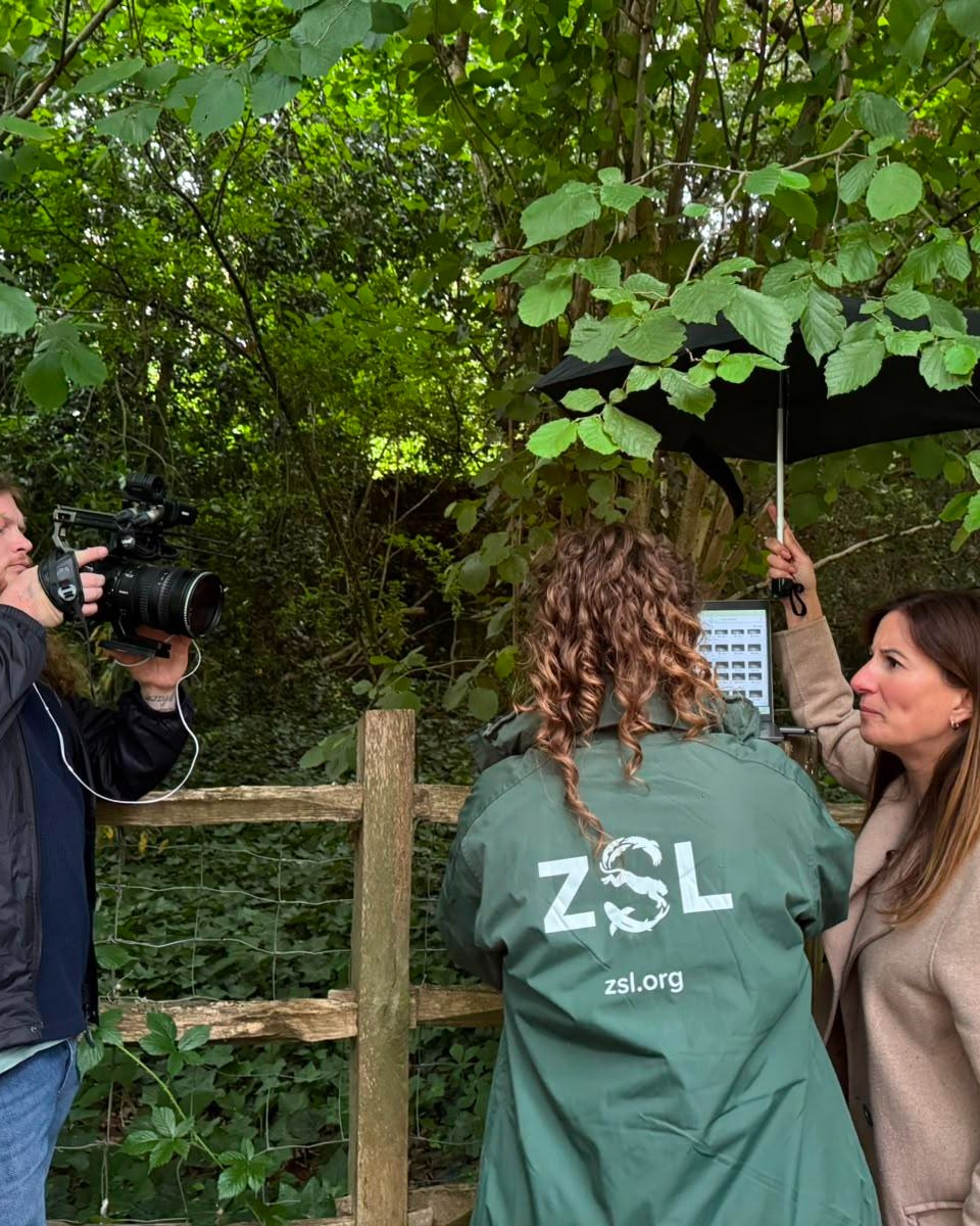 OfficialZSL's tweet photo. Tune in to BBC One tomorrow at 10am to see how we’re helping protect one of the UK’s most loved species. 🦔

UK hedgehog numbers have declined by up to 75% since 2000 – largely due to habitat loss and fragmentation.

Our scientist Kate Scott-Gatty spoke with the BBC’s @helen_drew about her team’s work monitoring London’s hedgehog populations.

Kate manages the @LondonHogWatch programme, which has spent the last 10 years working to understand where hedgehogs are surviving in the capital – and what we can do to help them.

Find out more about London Hogwatch at: https://t.co/sVDDGdd3DD