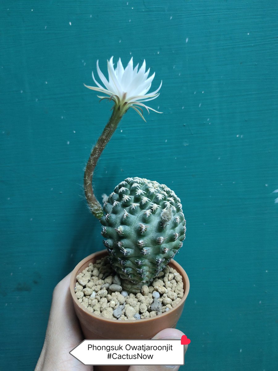 manow224's tweet photo. หอมเหมือนพวก Discocactus แต่ดอกเล็กกว่ามาก (Pygmaeocereus bieblii)
#Cactus #CactusNow #Pygmaeocereus https://t.co/42sPrBeWrj