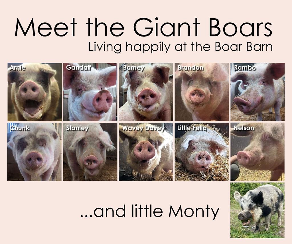 BTWsanctuary's tweet photo. These are the guys that Cathy is walking for.
She's walking to save their home and keep them safe 🙏
Please send a few pennies to support her 31 mile walk to #savetheboarbarn
https://t.co/Xto151bLeK
🚶♀️🐗🐗🐗🐗🐗🐗🐗🐗🐗🐗🐖
#pigsave #pigsanctuary #vegans https://t.co/yq0SqVUFlu