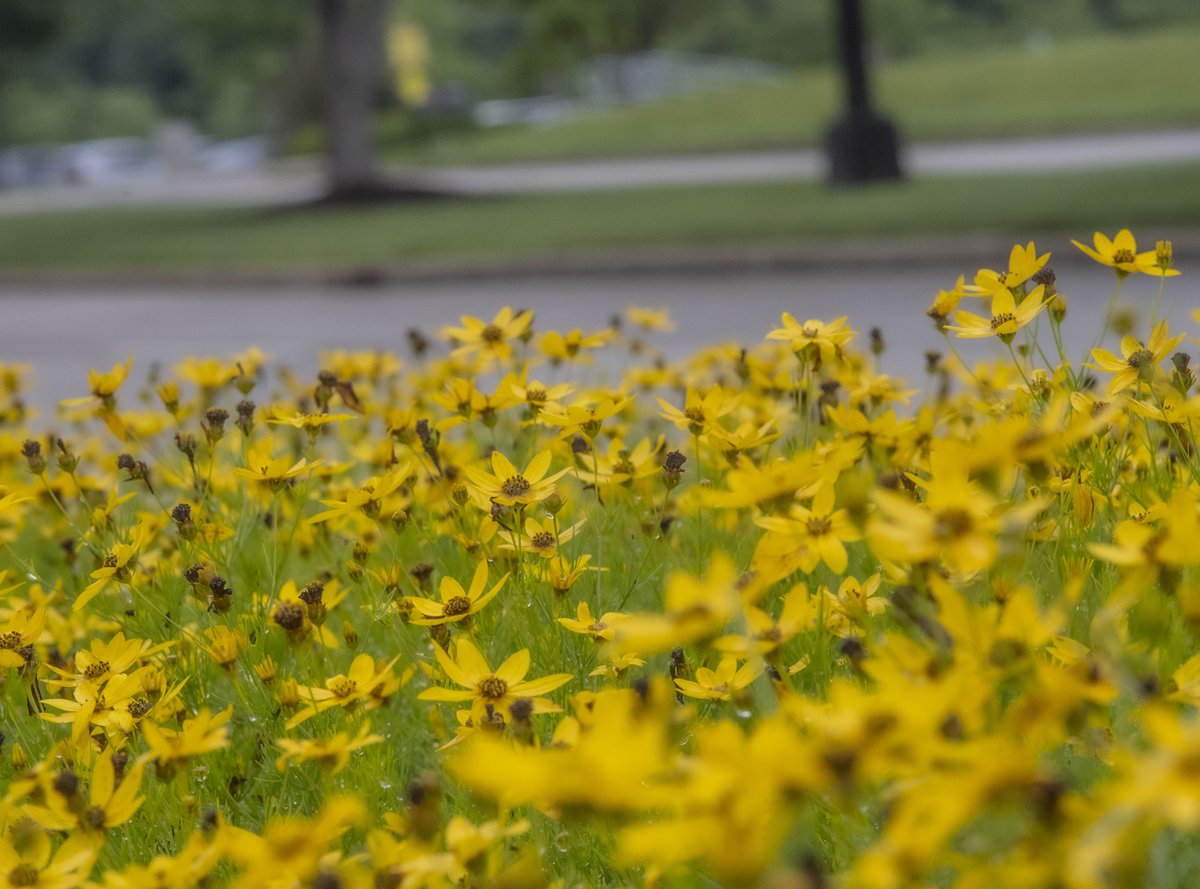 USIedu's tweet photo. Our summer colors are showing off! 😍

Happy first day of summer, Screagles! https://t.co/HI3C3O7kDX