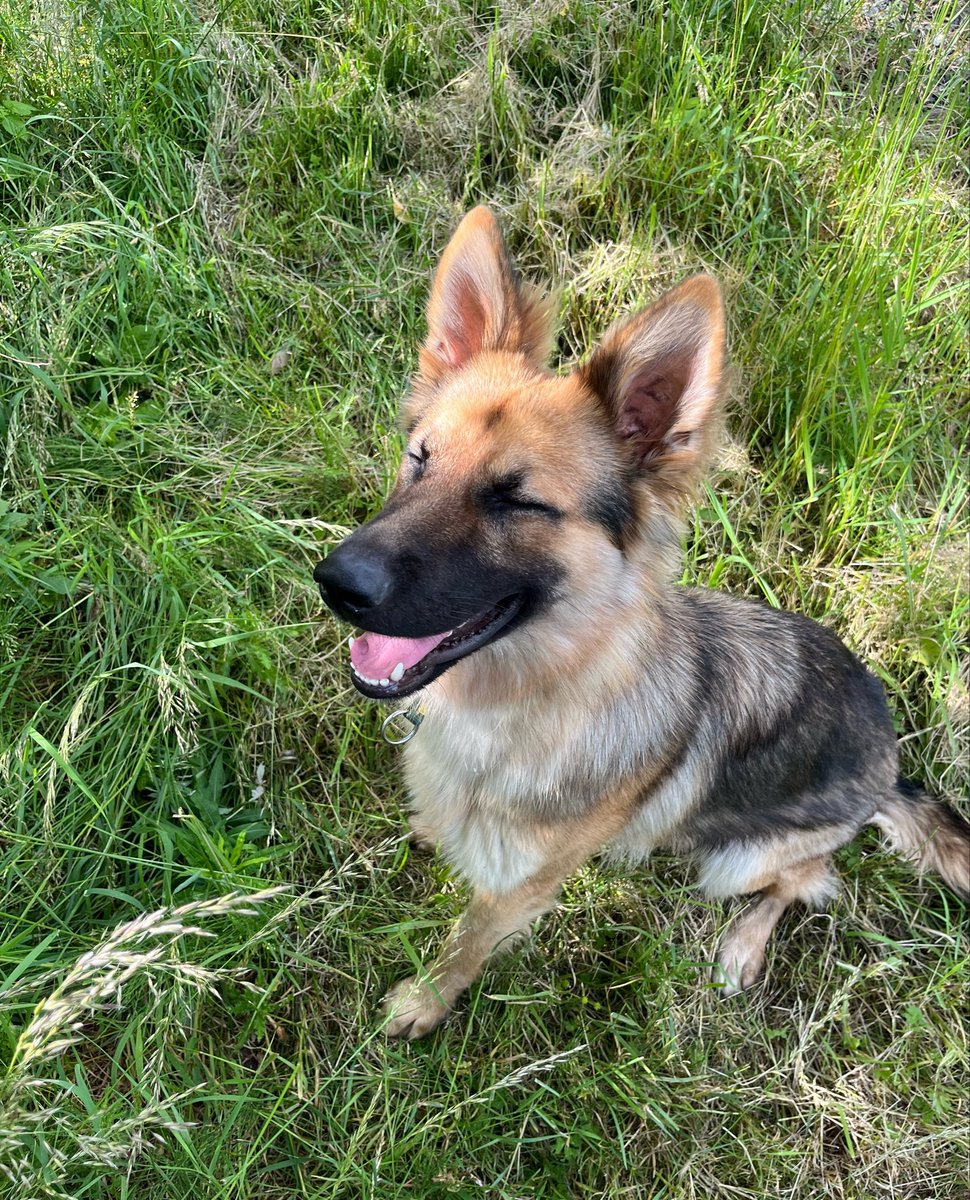 Ruesavatar's tweet photo. This is Henry, btw. A few of you thought I let my human child wander off into the world, so I thought I would clarify. https://t.co/8qQHS5edfo