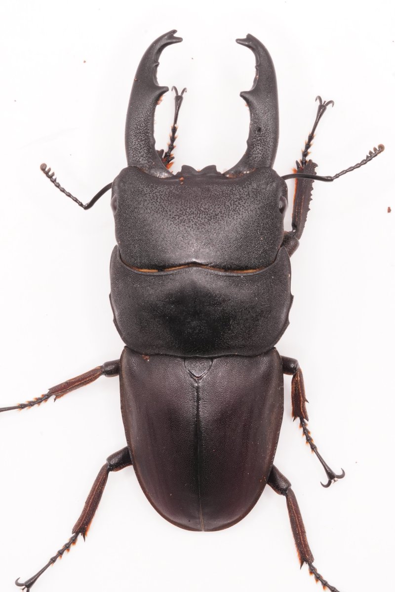 astaco1desColl's tweet photo. タウルスヒラタ
インドネシア シムルエ島
♂WD　♀WF1
♂61㎜　♀31㎜

♂が羽化しなかった悲しきシムルエ
WF1に使おうと思って寝かせてたWD♂とのアウトラインしか組めなくなってしまったのは残念ではあるが、次世代クソデカタウルスを拝むために頑張る
他の♀も起きてきたらこの♂にあてがう https://t.co/mGbrB0yQ9y