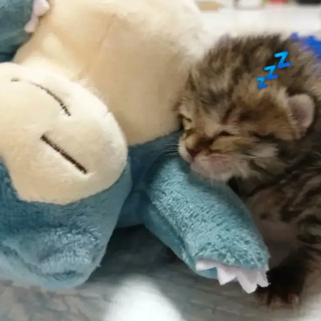 catsworldaura's tweet photo. https://t.co/Qdcw6eLkCB