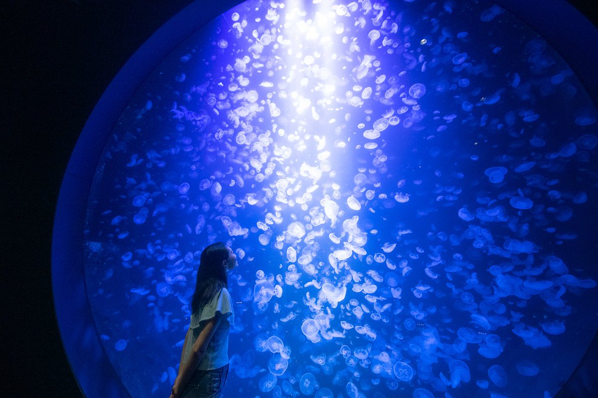 JPnotknow's tweet photo. เคยไป aquarium ในยามากาตะที่ดังว่ามีแมงกะพรุนเยอะและจัดแสดงใหญ่ที่สุดในโลกค่ะ

ดูเสร็จเดินออกมาโซนร้านอาหาร มีขายเมนูแมงกะพรุนให้กินเลยทันที 5555555ꉂꉂ(ˊᗜˋ*)ʬʬ https://t.co/rtlFPJkcNA