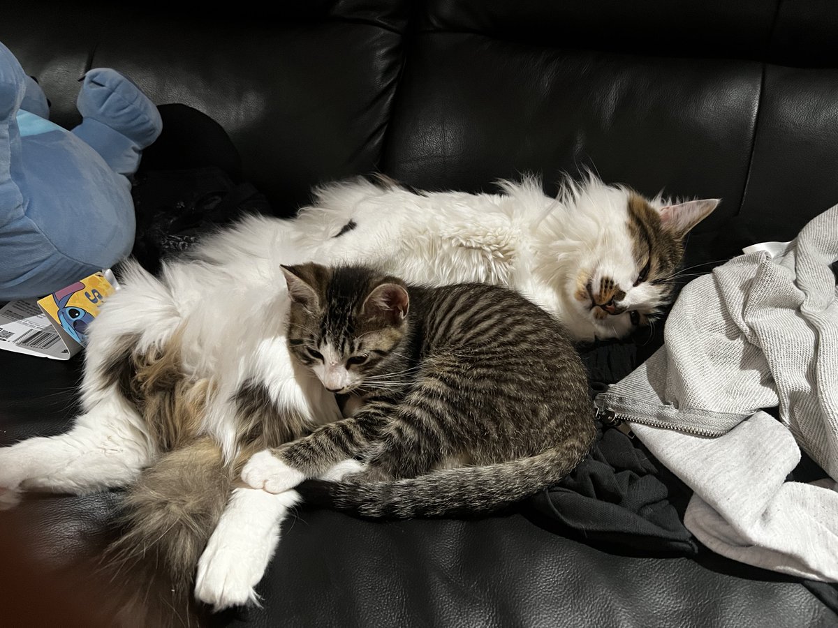 monkey__works21's tweet photo. 我が家に子猫のライくんがきて約2週間
すっかり仲良くなって兄弟みたいに毎日一緒に遊んで走り回って先住のタマもすごい元気になって我が家も明るくなった https://t.co/ApKpTZTjzR