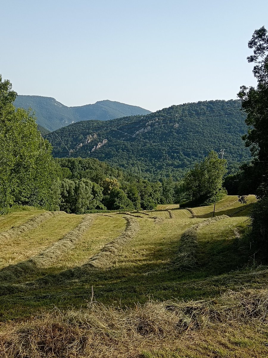 xaiecologic's tweet photo. Bona herba de closa de prat natural de muntanya amb els rems ja encaranats a punt ja per embalar.
#OrVerd
#CampanyaHerba2026
#SomPagesiaActiva
#SomPagesiaDeMuntanya
#SomLaResistència https://t.co/PqMtZtXdMf