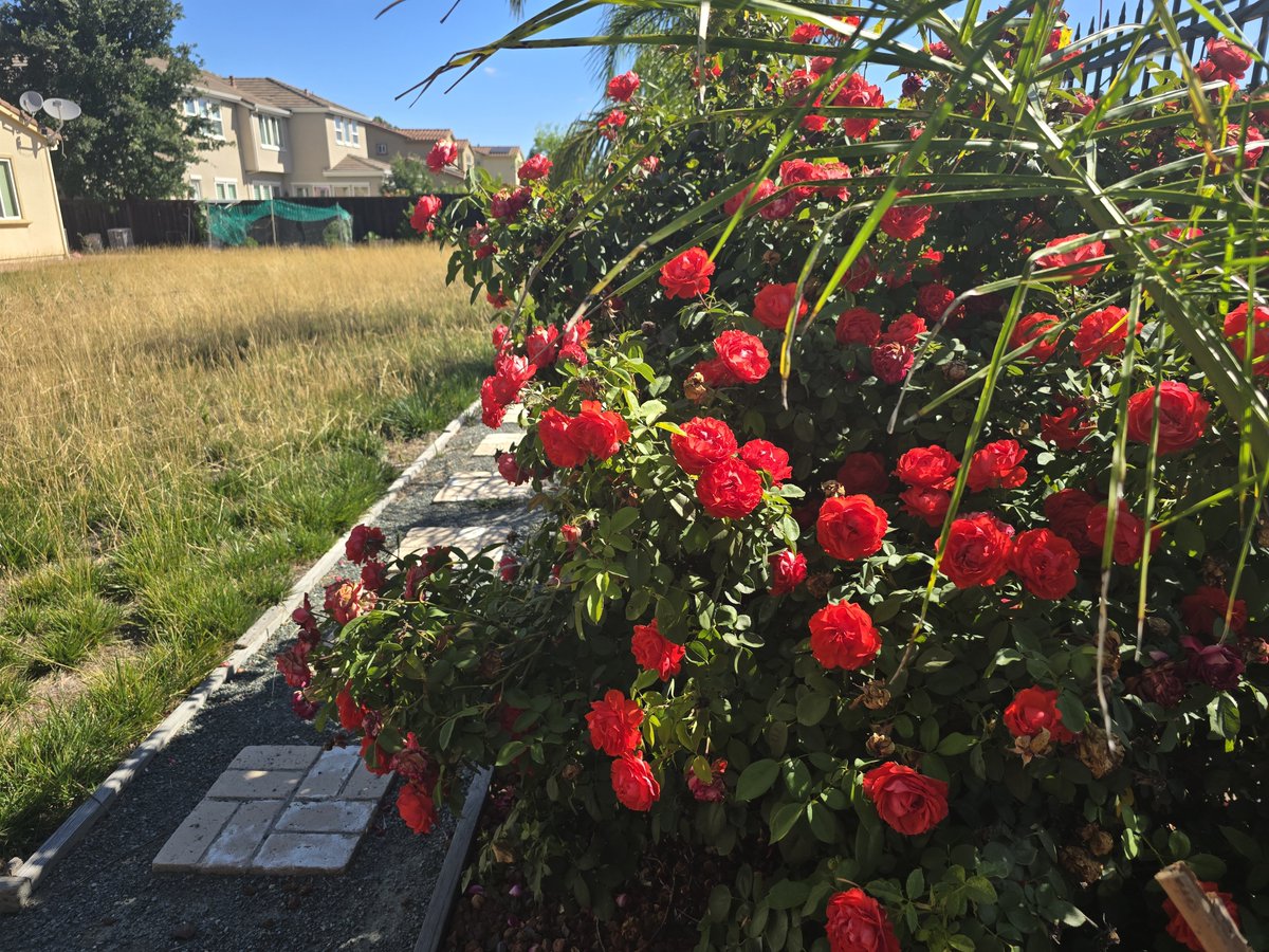 PyalaPrasada's tweet photo. Unstoppable roses plant at our backyard https://t.co/5rpQu4YMxB