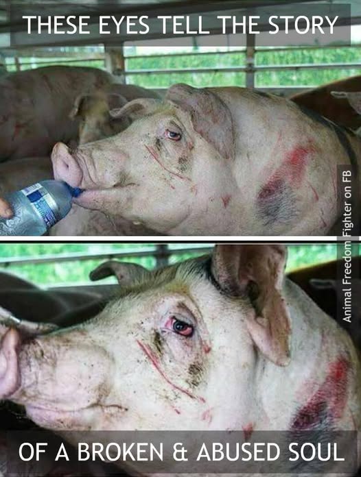 WhyNotVeganism's tweet photo. https://t.co/I14HDad2iR