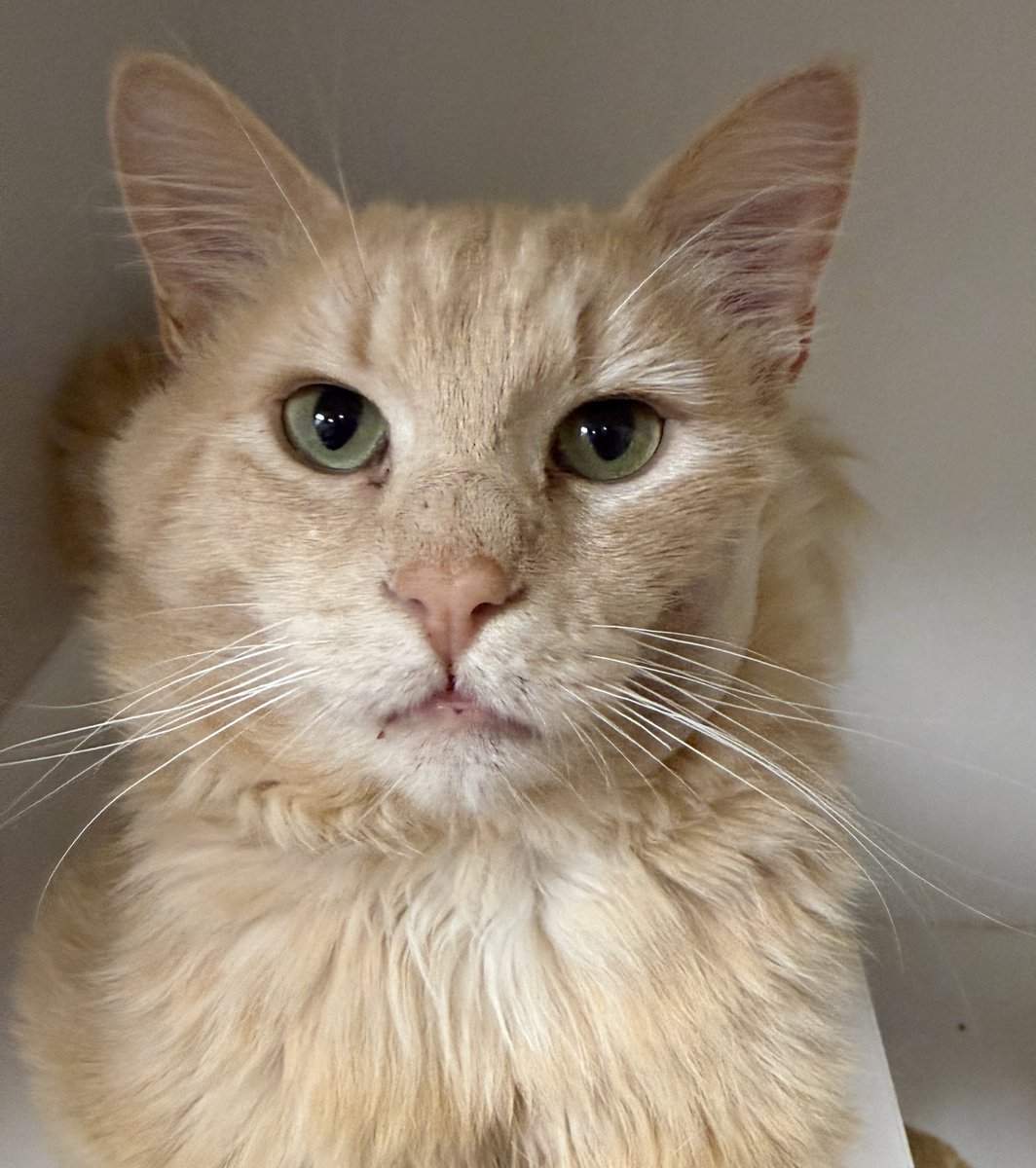 MultCoPets's tweet photo. Meet Midway, a handsome and resilient buff tabby who is ready to find his forever home!
https://t.co/e9ANeGXs8Y
Adoption fees are reduced 50% for all pets during the π¦ Splish Splash Adoption Bash π through June 30!
#SplishSplashAdoptionBash #MultnomahAdoptablePets https://t.co/gMiVqkQtS8