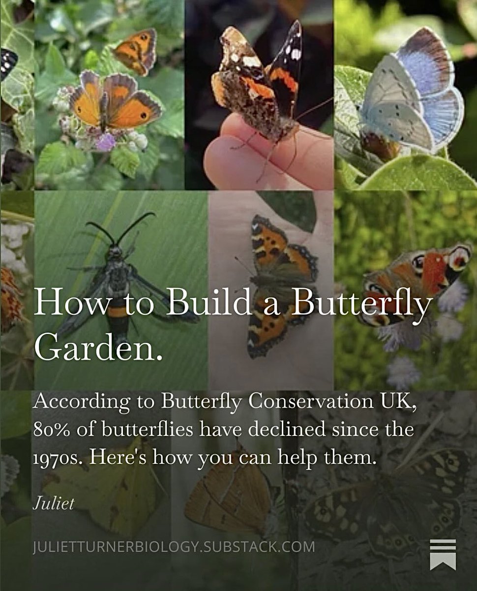 juliet_turner6's tweet photo. My first Substack article is out! 🦋 

It contains all my tips and tricks to provide for butterflies all year round. Please share to help it reach others 🙏

https://t.co/63oF5EHpdj https://t.co/BHjUTSqihp