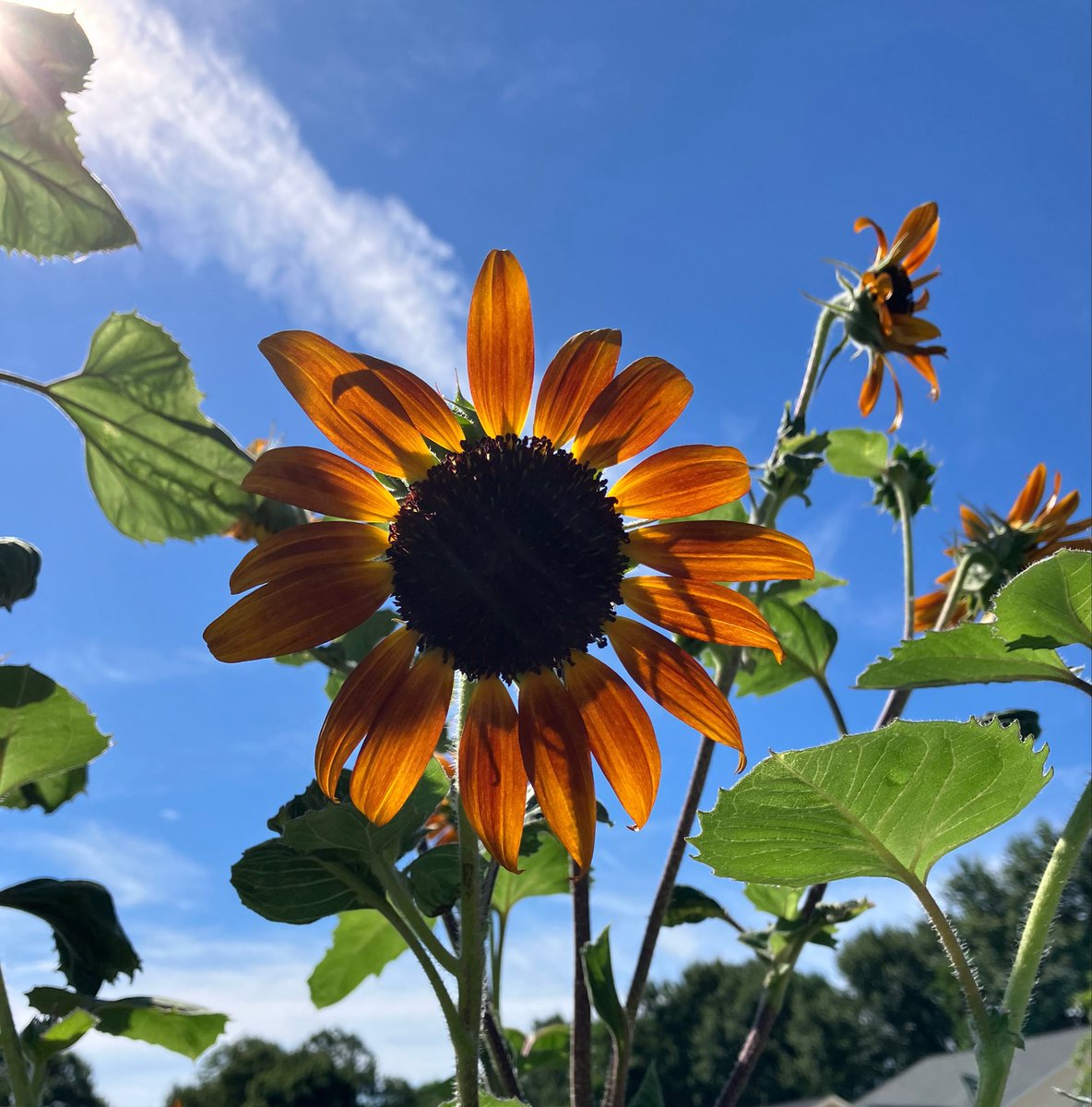 HannahtheNinja's tweet photo. In other news, my sunflowers are sunfloweringโฆ
#sopretty
๐ป๐ผ๐ธ๐ https://t.co/xeD4pcpb99