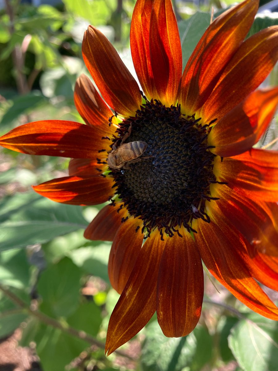 HannahtheNinja's tweet photo. In other news, my sunflowers are sunfloweringโฆ
#sopretty
๐ป๐ผ๐ธ๐ https://t.co/xeD4pcpb99