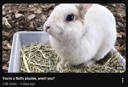 AngelBnuy_'s tweet photo. this is literally me !! im my wife's plushie bun,, https://t.co/pJqljyfDlD