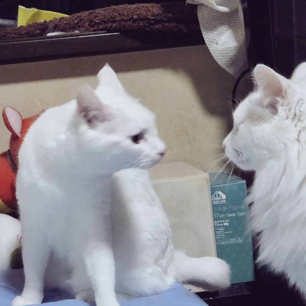 rinlovetama's tweet photo. #猫の居る暮らし
おはようニャン😸
何があったのか朝から臨戦態勢の二匹🐭💥🐭

有希｢やるかぁ～私…強いよ✊｣
灯｢い、いや…僕は…💦｣ https://t.co/OE3shTCbVl
