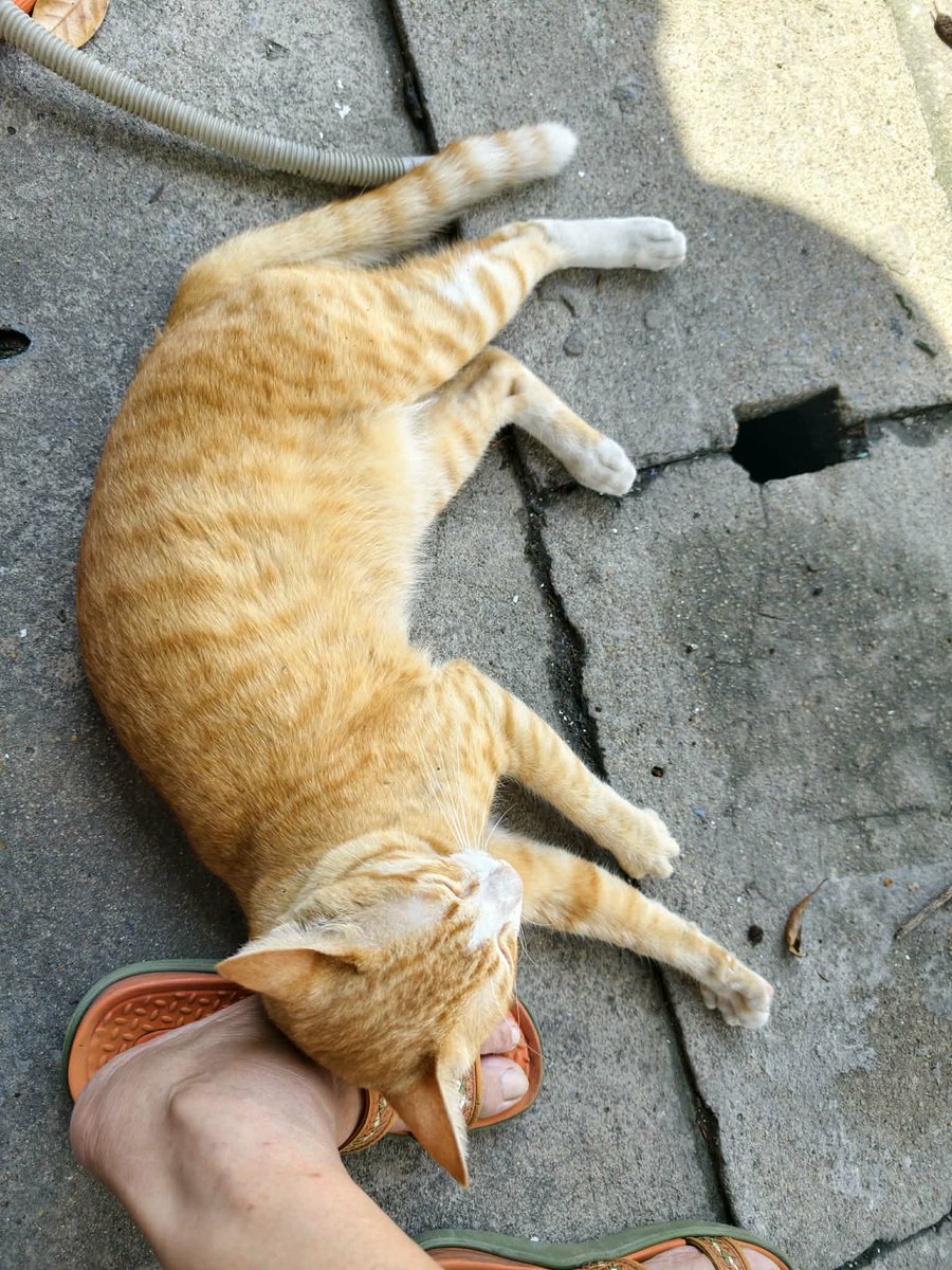 catperson020723's tweet photo. ส้มเช้ง อยากมีบ้าน🍊🏡
#หาผู้อุปการะ

รายละเอียด : เพศชาย อายุ 2-3 ปี

นิสัย : ขี้อ้อน ติดคนมาก ปรับตัวกับคนได้ดีสุดๆ

ที่มา : เจ้าของค่าเฟ่ค้างค่าเช่าและหนีออกไปโดยขังน้องไว้ในตึก
https://t.co/1Y9irfg4Hl

ส่ง กทม. สมุทรปราการ ปทุมธานี ชลบุรี ระยอง ส่งถึงบ้านใหม่เท่านั้น https://t.co/dRmKCDWCJf