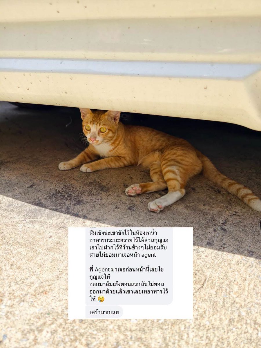 catperson020723's tweet photo. ส้มเช้ง อยากมีบ้าน🍊🏡
#หาผู้อุปการะ

รายละเอียด : เพศชาย อายุ 2-3 ปี

นิสัย : ขี้อ้อน ติดคนมาก ปรับตัวกับคนได้ดีสุดๆ

ที่มา : เจ้าของค่าเฟ่ค้างค่าเช่าและหนีออกไปโดยขังน้องไว้ในตึก
https://t.co/1Y9irfg4Hl

ส่ง กทม. สมุทรปราการ ปทุมธานี ชลบุรี ระยอง ส่งถึงบ้านใหม่เท่านั้น https://t.co/dRmKCDWCJf