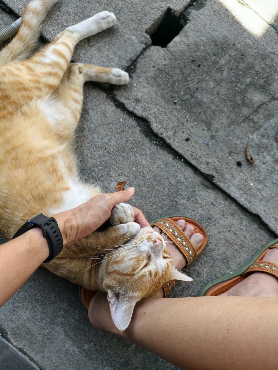 catperson020723's tweet photo. ส้มเช้ง อยากมีบ้าน🍊🏡
#หาผู้อุปการะ

รายละเอียด : เพศชาย อายุ 2-3 ปี

นิสัย : ขี้อ้อน ติดคนมาก ปรับตัวกับคนได้ดีสุดๆ

ที่มา : เจ้าของค่าเฟ่ค้างค่าเช่าและหนีออกไปโดยขังน้องไว้ในตึก
https://t.co/1Y9irfg4Hl

ส่ง กทม. สมุทรปราการ ปทุมธานี ชลบุรี ระยอง ส่งถึงบ้านใหม่เท่านั้น https://t.co/dRmKCDWCJf