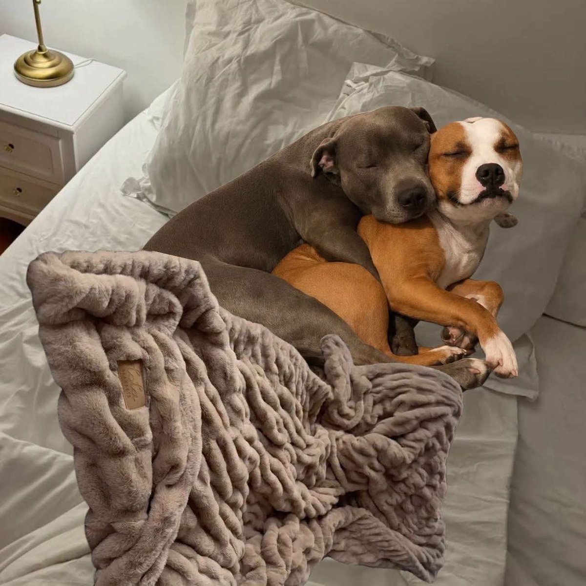 angelo_uf's tweet photo. Mi amorcito y yo descansando después de una larga discusión y un intento de divorcio: https://t.co/q4jRhVlGxz