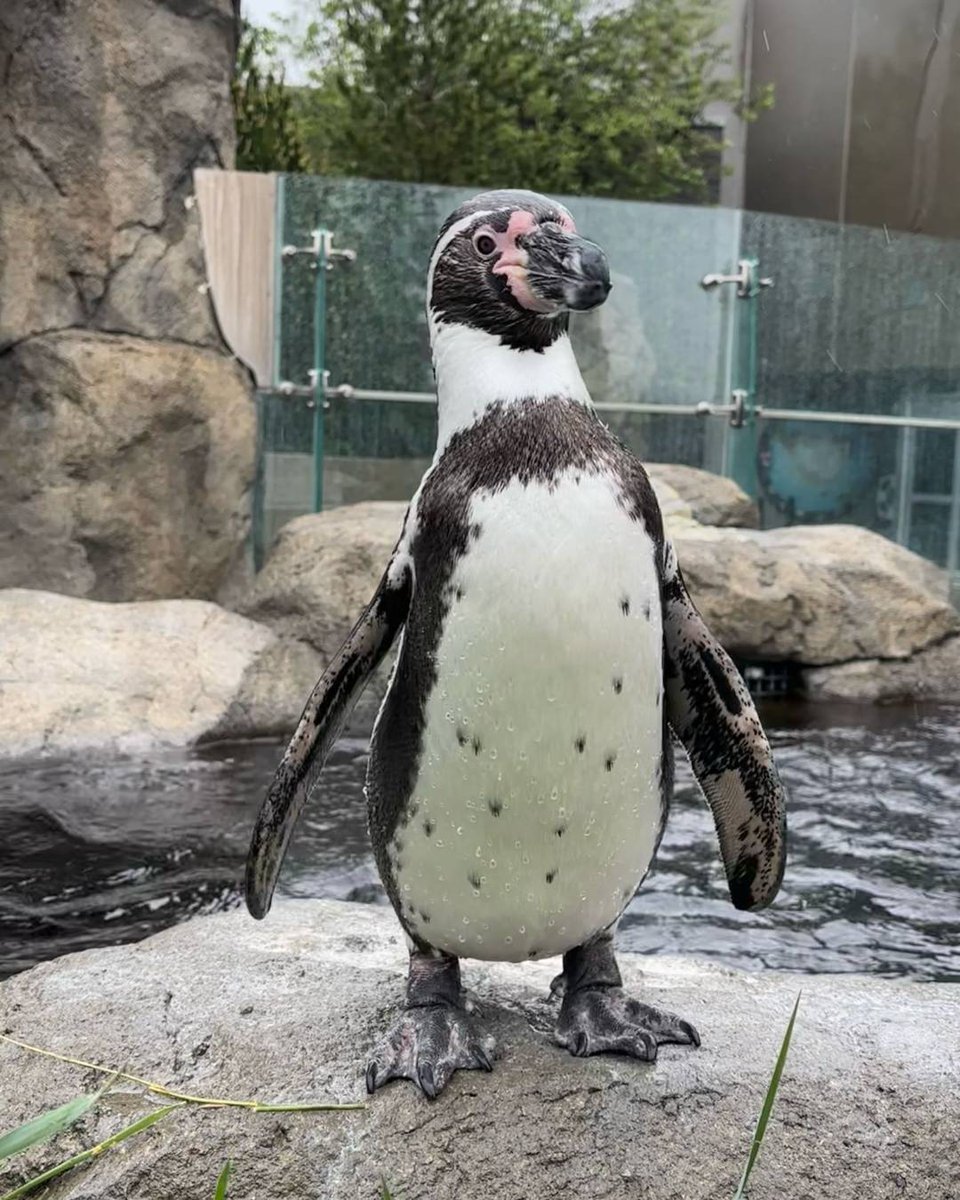 calgaryzoo's tweet photo. There’s another Humboldt penguin hatchday to celebrate! Today our male ‘Javier’ is 18! 🥳

Humboldt penguins are highly social and live in colonies, but prefer to forage for fish alone. 🐟

Be sure to stop by when you visit today and wish Javier a happy hatchday! 🐧

#YourZooYYC https://t.co/qSEhgg1Hn7