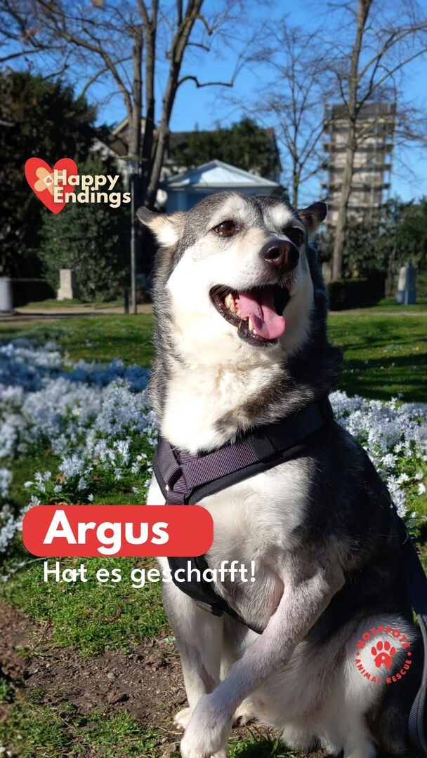 Notpfote's tweet photo. Argus hat es geschafft. 🥹
Wir möchten euch unbedingt auch schöne Geschichten aus dem Tierschutz erzählen, darum lieben wir unser Format "Happy Endings" auch so sehr. ❤️‍🩹

Argus ist einer davon, der die Reise geschafft und im Glück angekommen ist. 🥰 https://t.co/L9vrLaj6eM