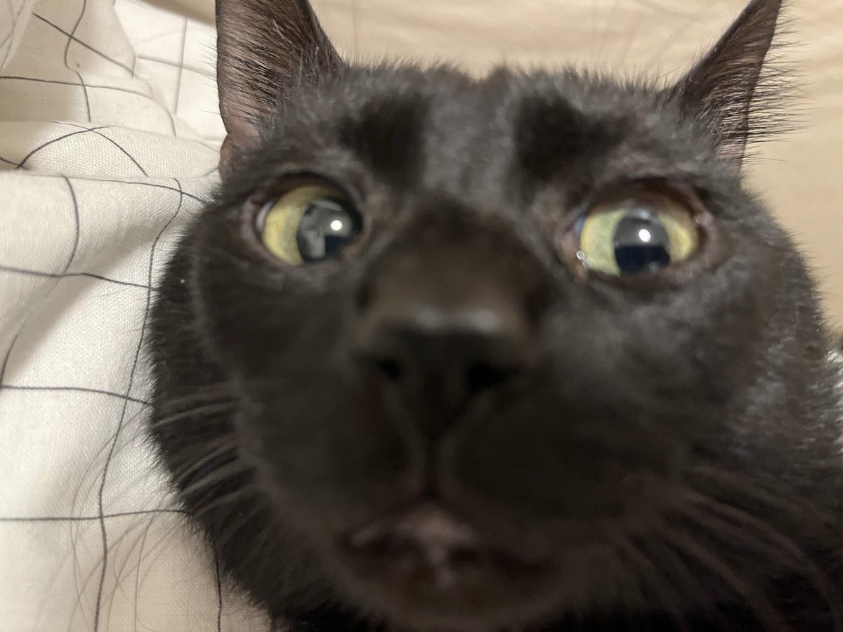 iichorous's tweet photo. @zevphonehome Her favorite word! She says thank you. https://t.co/8E6WHc7fs0
