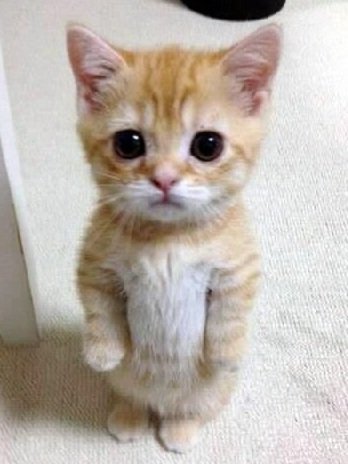 pumapinkboy's tweet photo. 🐱 https://t.co/w6Fu6O5xDq